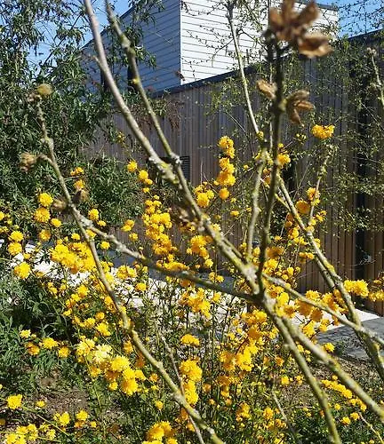 Noir Lapin * Lesquin